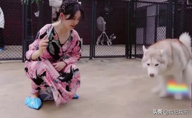 张杰陪谢娜生产后回归，晒打球视频小狗抢镜，