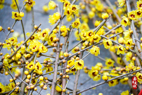 蜡梅花开！走进南山植物园，感受冬日里的温馨一刻