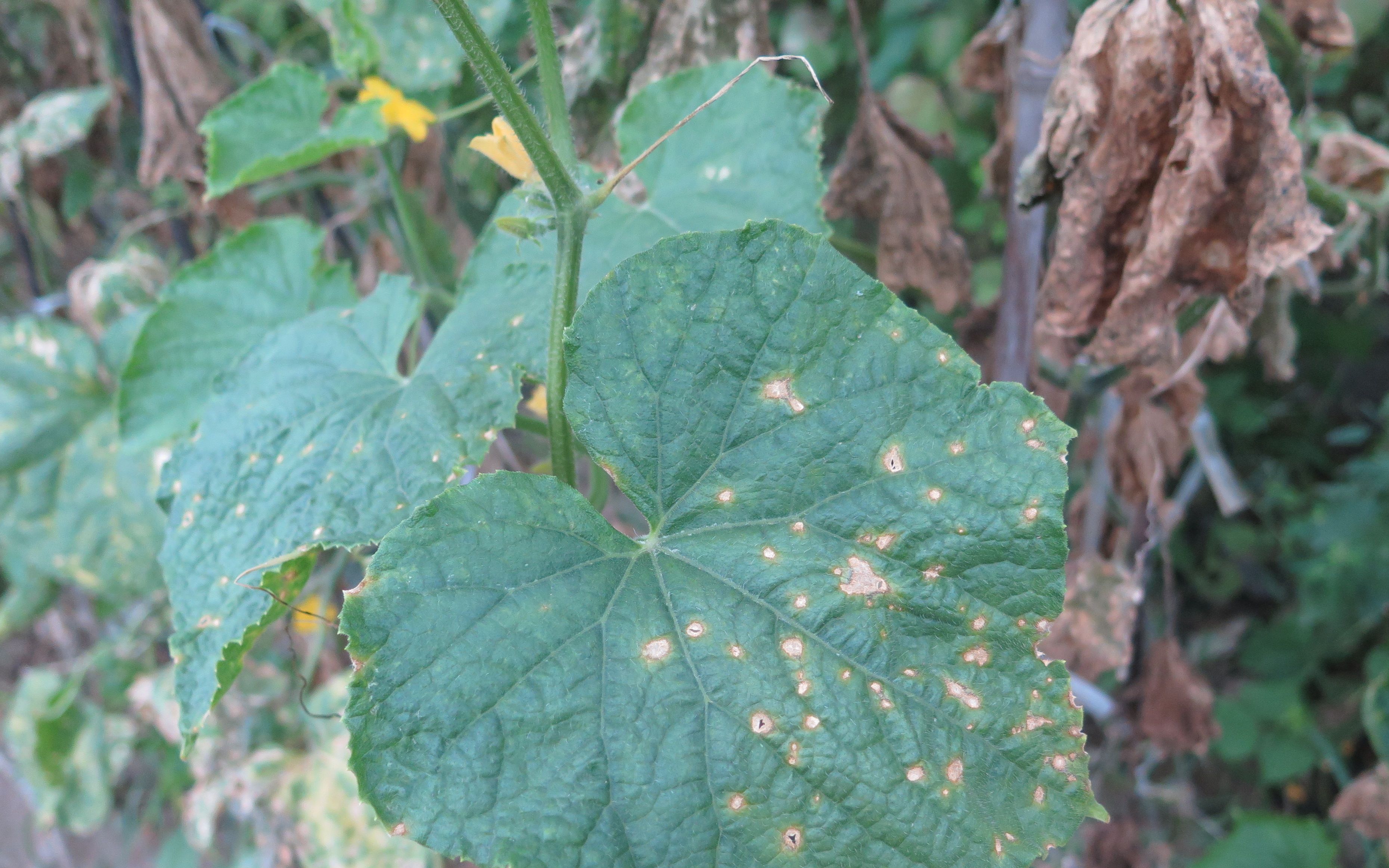 最近多雨天氣蔬菜難定植 專家：農(nóng)時未過暫勿慌