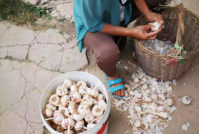 现在新蒜价格6块多，再过3个月新蒜集中上市，价