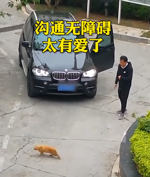寶馬司機(jī)：貓哥，臣斗膽，您能否移步？橘貓：算了，朕今天心情好