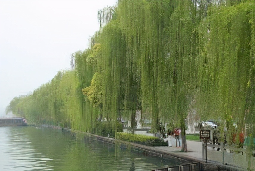 柳絮讓人苦不堪言，沒想到還是美食，在吃貨麵前為何依然猖狂？