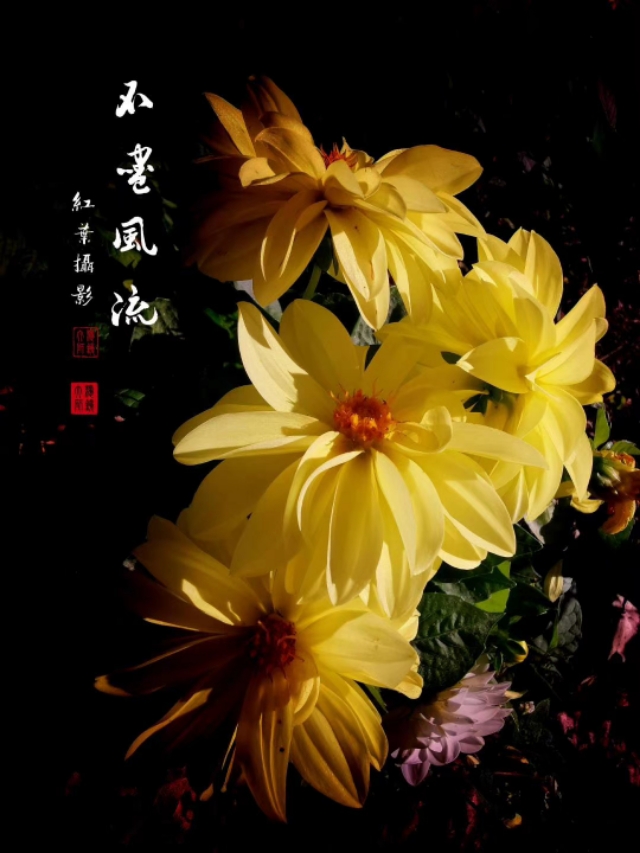 五律·秋日情-第1张图片-非凡网