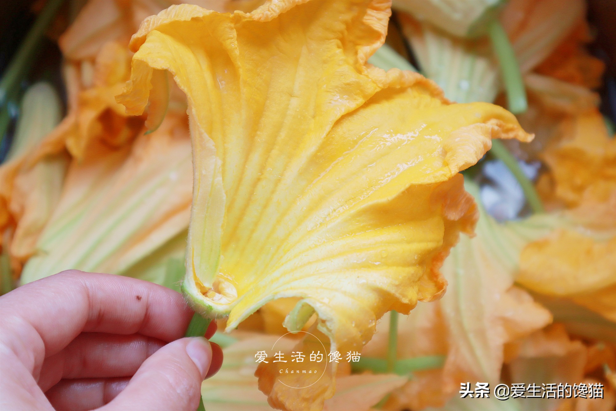 天氣越來越熱，雞湯魚湯不如這湯，清甜好喝，很開胃，10分鐘做好