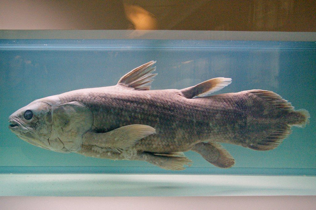 科学家：人类是从鱼进化来的，有化石为证，鱼到人进化过程揭秘