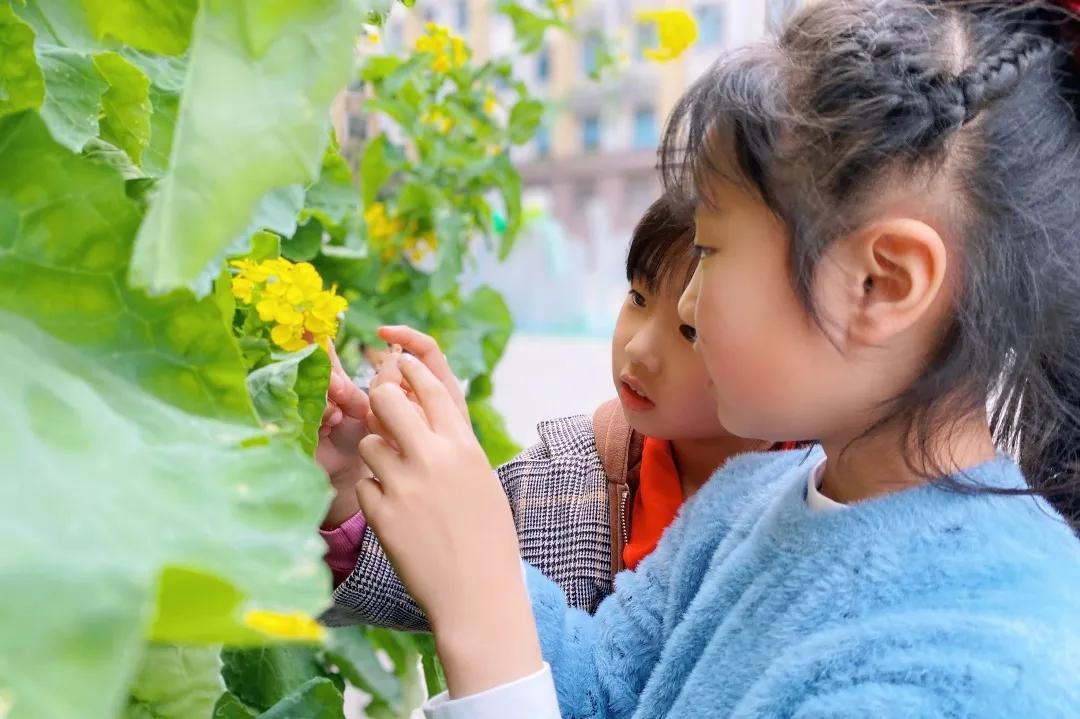 带上五官到校园里寻找春天——成都市华中附小大自然的语文课