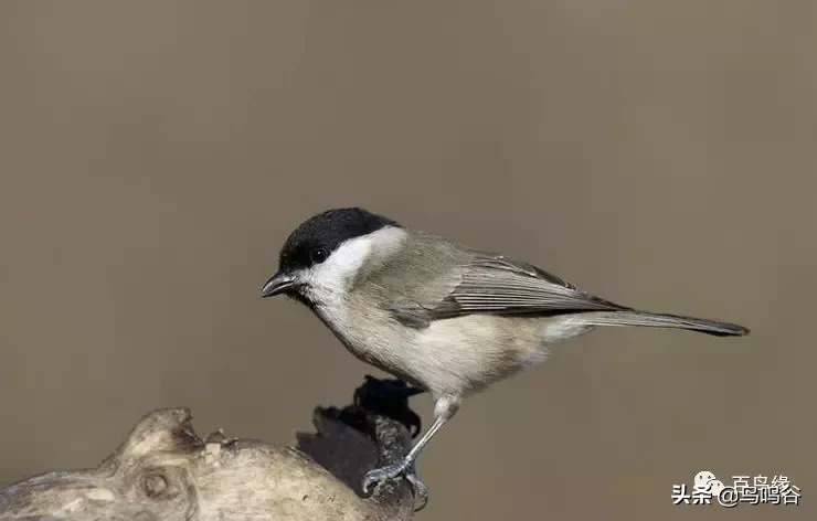 养好红子（贝子、点子）的九件事情