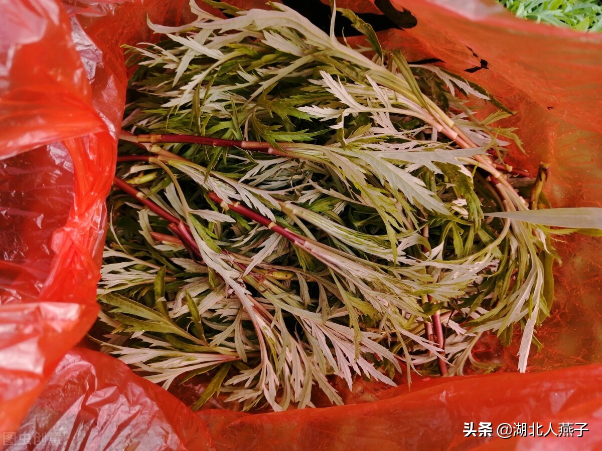 春天挖野菜，送你70种野菜图片大全，教你认识不同的野菜和吃法