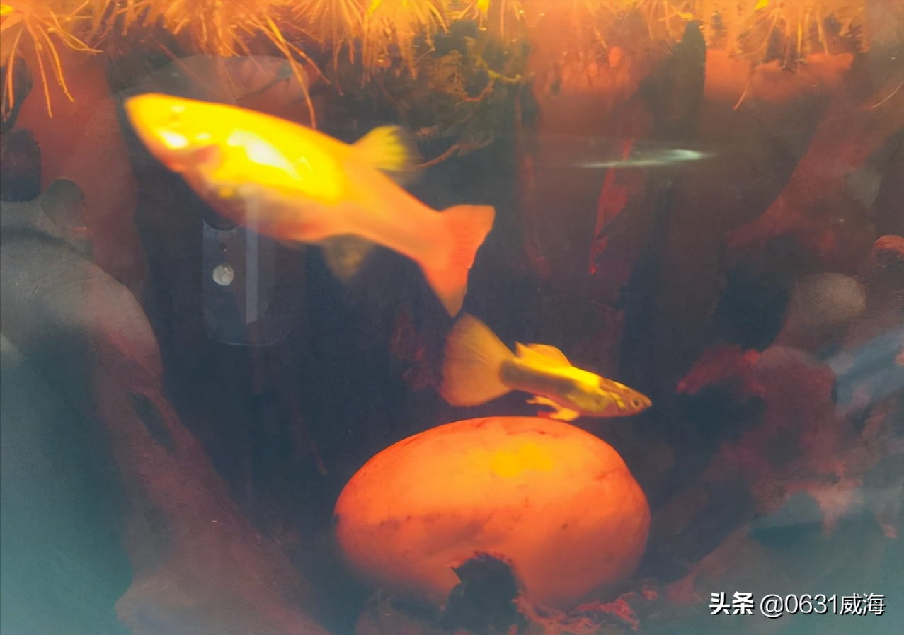 孔雀鱼新鱼入缸小经验 如何让你的孔雀鱼快速适应新环境 0631威海 Mdeditor