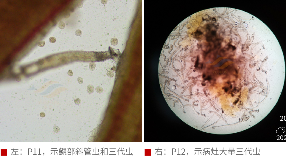 方案综合检测结果,结合我们的经验,诊断该病为三代虫病继发水霉感染