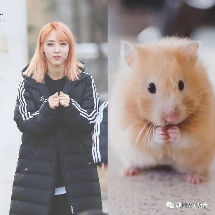 和仓鼠相似度100的这位女团爱豆