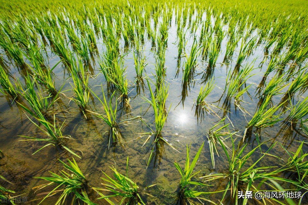 地球變綠中印成最大功臣，但專家對印度非常擔憂