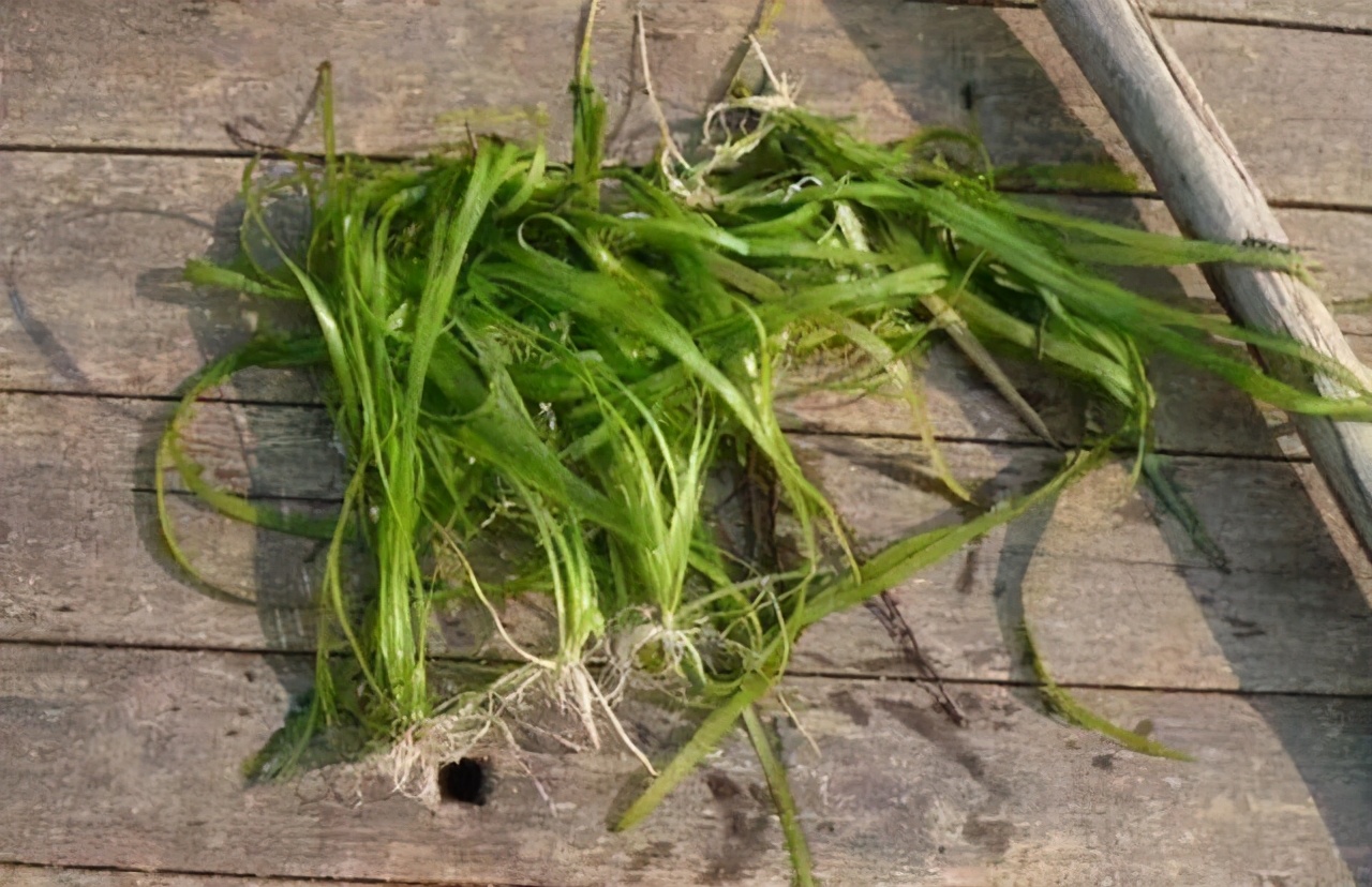 水草种类及栽培 水生草本植物是许多水生动物的栖身地和庇护所 实用养鱼 西南渔业网 丰祥渔业网 永川水花网 水产养殖专业网站欢迎您的光临