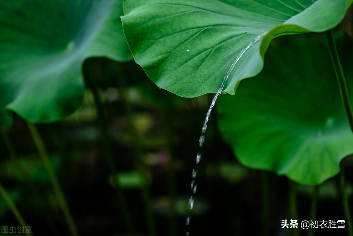 仲夏荷叶雨露七首：盈盈荷上露，满池荷叶捧真珠-第5张图片-诗句网