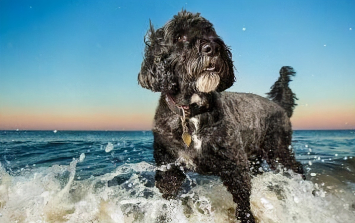 擅长游泳的5种狗，关键时刻还能救人，值得你饲养