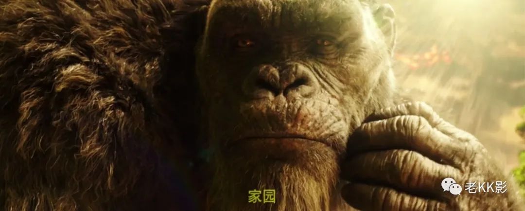 Strange animal rips C gave new height, " Gesila is big battle King Kong " the likelihood is best strange animal film