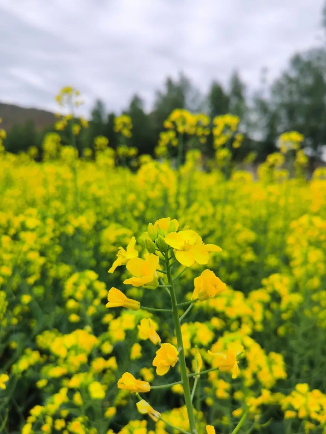 仲夏，千年古镇和油菜花海撞了个满怀