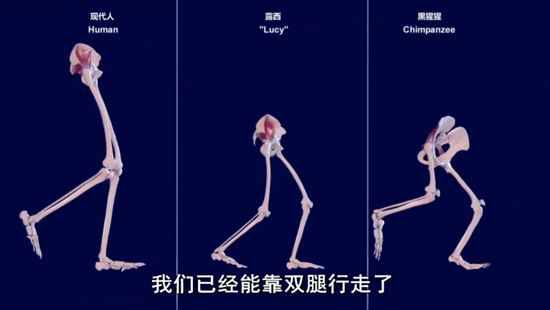 為什麽女人生孩子撕心裂肺，而動物生育後代那麽輕鬆？