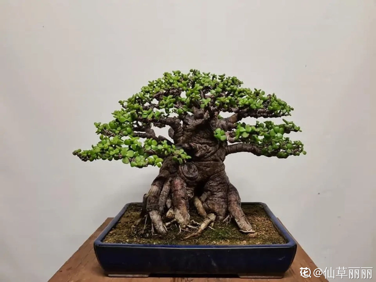 養(yǎng)4種植物堪稱“投資”，養(yǎng)得越久，價值翻好幾倍