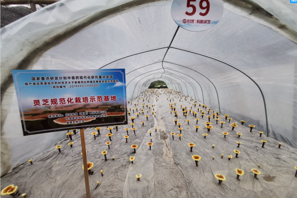 仙芝楼牵头承担国家重点研发计划“中医药现代化研究”灵芝专项