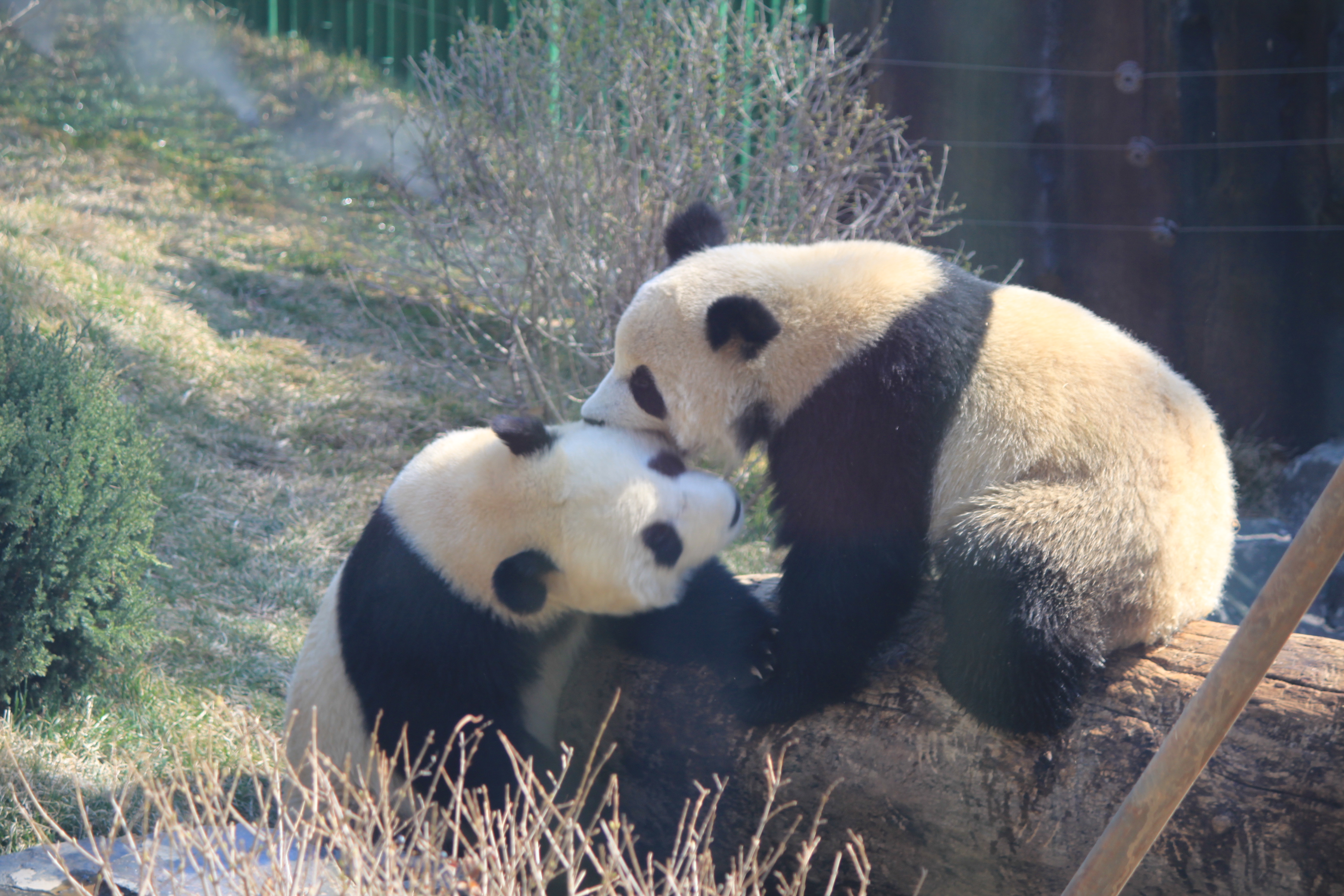 世界上最能賺錢的動物是什麽？大熊貓出國打工，卻慘遭退貨？