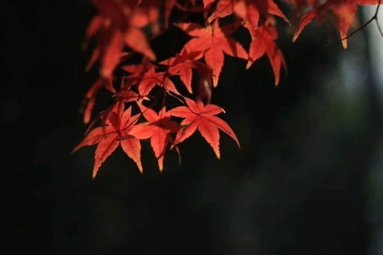 散文：九月，且以温柔待清秋