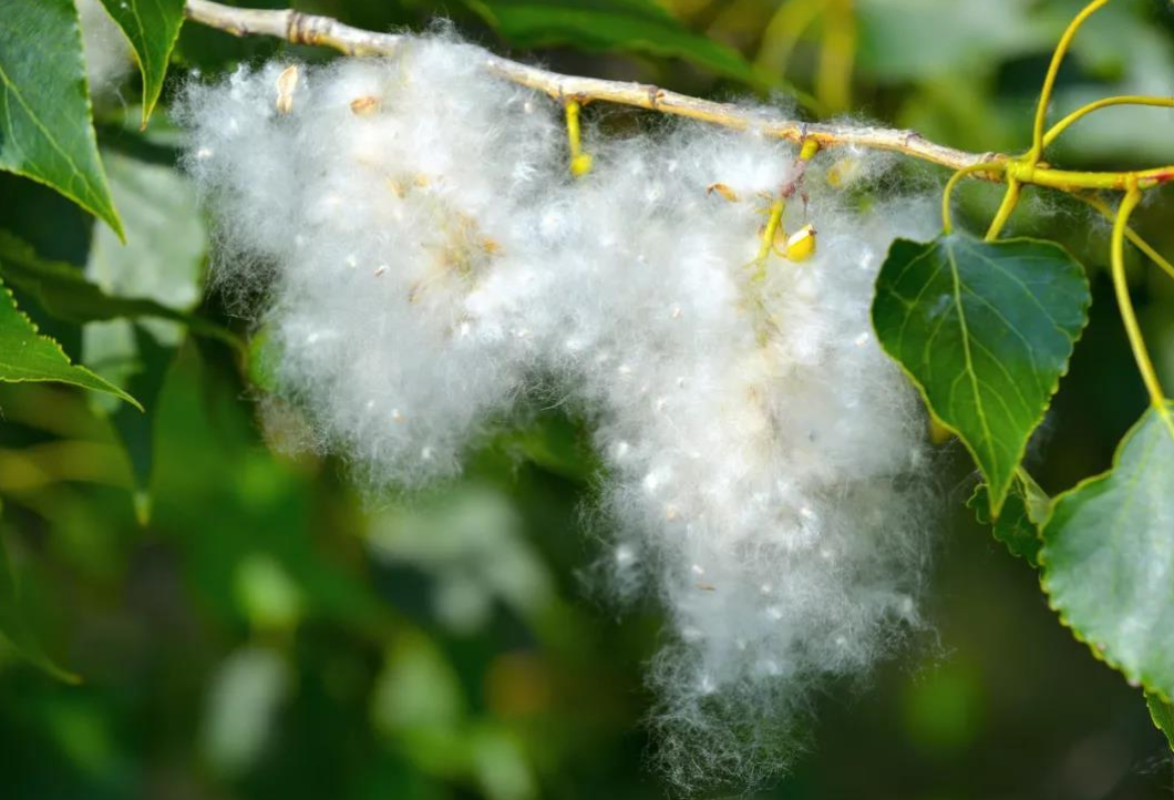 北京又在飞絮了！为什么不把杨柳树换掉？看了