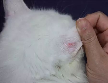 猫癣到底该怎么治，在什么情况下猫癣发病率高呢？