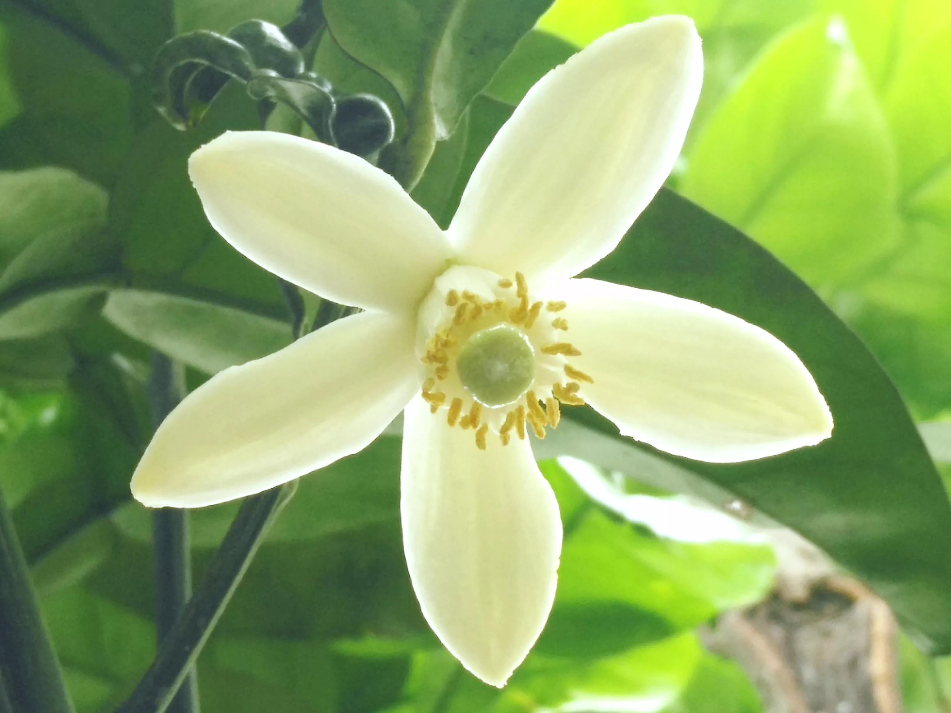柚子花開 香遠益清 倚杖聽江 Mdeditor