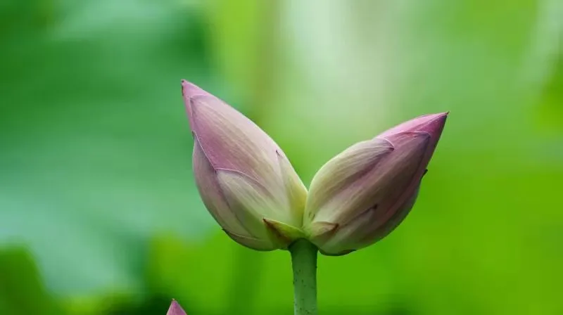 并蒂莲完美绽放！请收好这份来自济南大明湖的好运