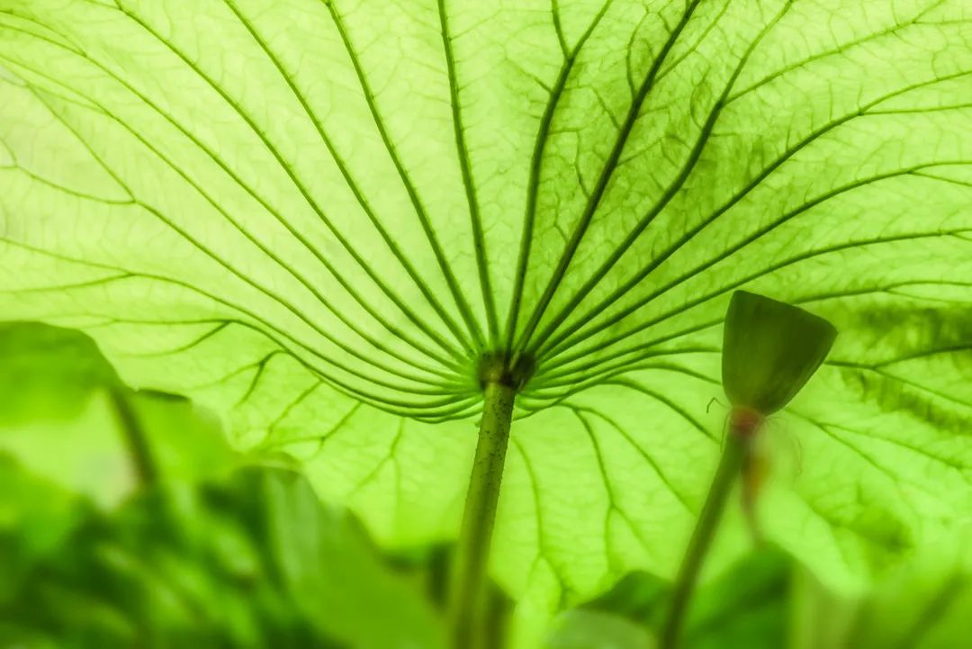 今日小暑：心中有诗意，随处可清凉-第4张图片-非凡网