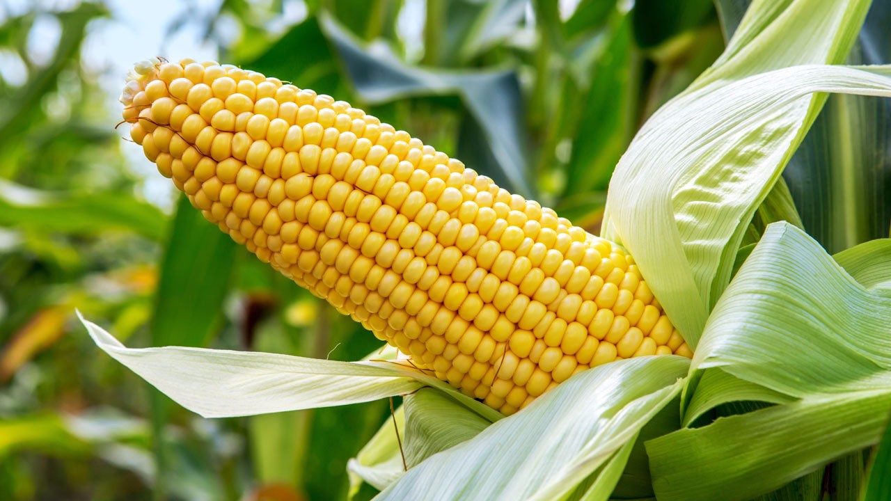 常吃玉米可预防心血管疾病，还能抗癌？2类人要注意不宜多吃
