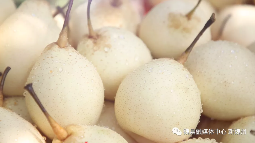邯鄲魏縣：超美！鴨梨熟了