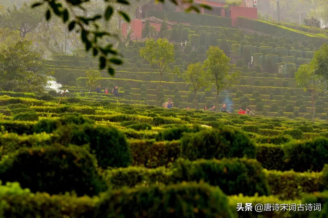 梨花风起正清明，慎终追远思故人-第3张图片-诗句网