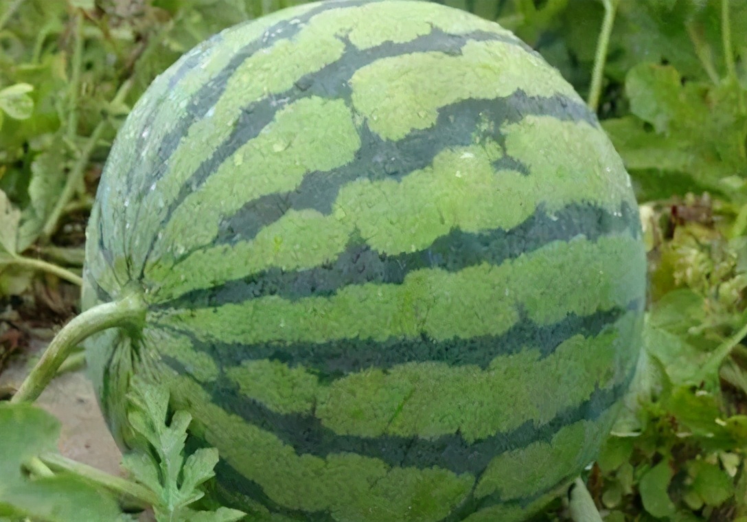 图片[5]-买西瓜如何选熟的 学会“5看1听” 个个熟透 汁水多味道甜-起舞食谱网