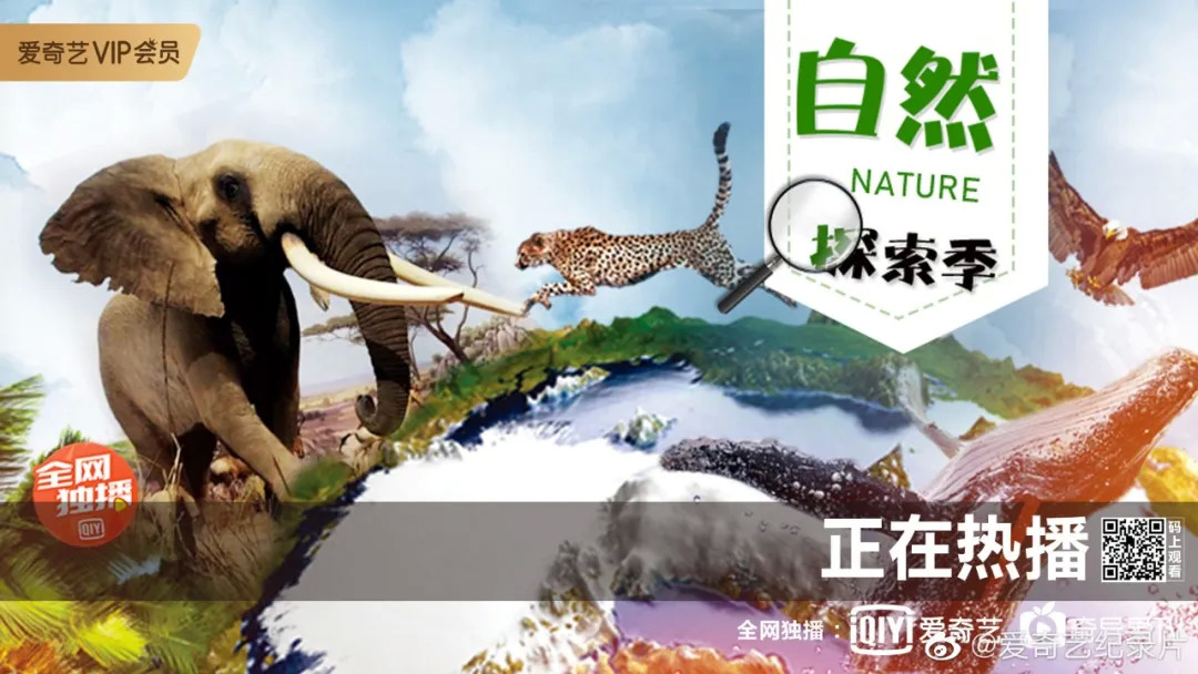 纪录片回春潮：《风味人间》美食诱惑，西瓜视