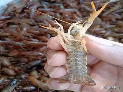 入侵的小龙虾会导致更多蚊子和疾病风险！