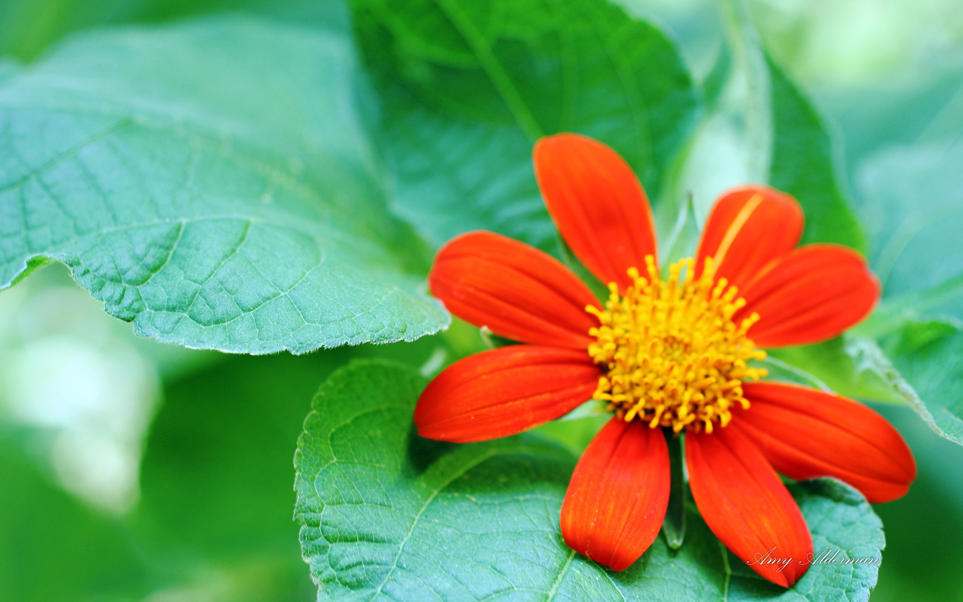 3月28日 4月1日星座運勢 巨蟹座全力以赴 水瓶座齊心協力 星座趣談e Mdeditor