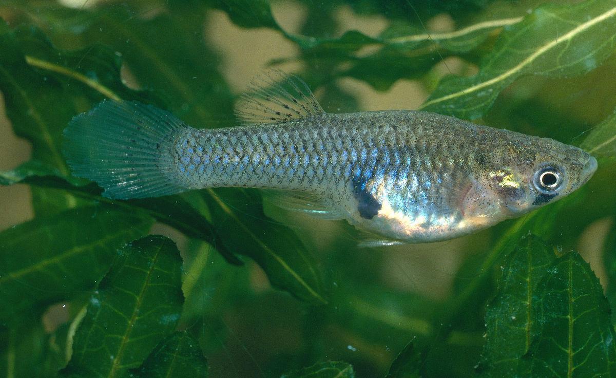 外來物種食蚊魚入侵中國泛濫成災，一天吃蚊2000隻，現在如何了？