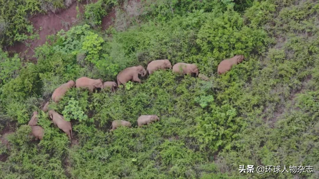 象群到家！對(duì)話“追象人”：一路上我們滿嘴潰瘍，它們吃胖了