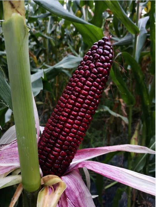 “百万种子”在沪签约转让 上海研发鲜食玉米取得重要突破
