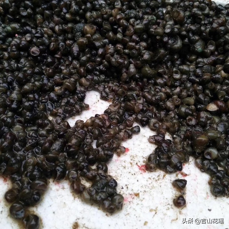 基金项目：福寿螺的生物学特性及防控策略