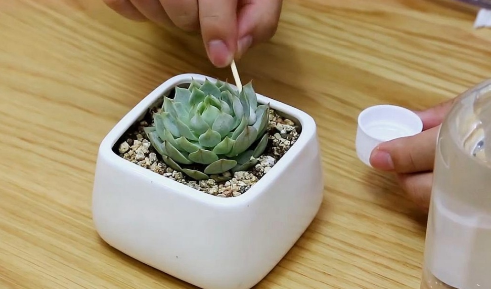 多肉上长满蚧壳虫怎么办 教你3招清除干净 养花小院 Mdeditor