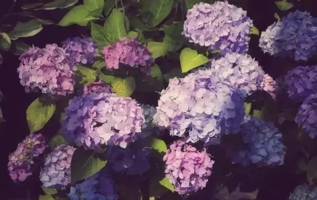 夏天在院子里种这10种花，花园想不好看都难了