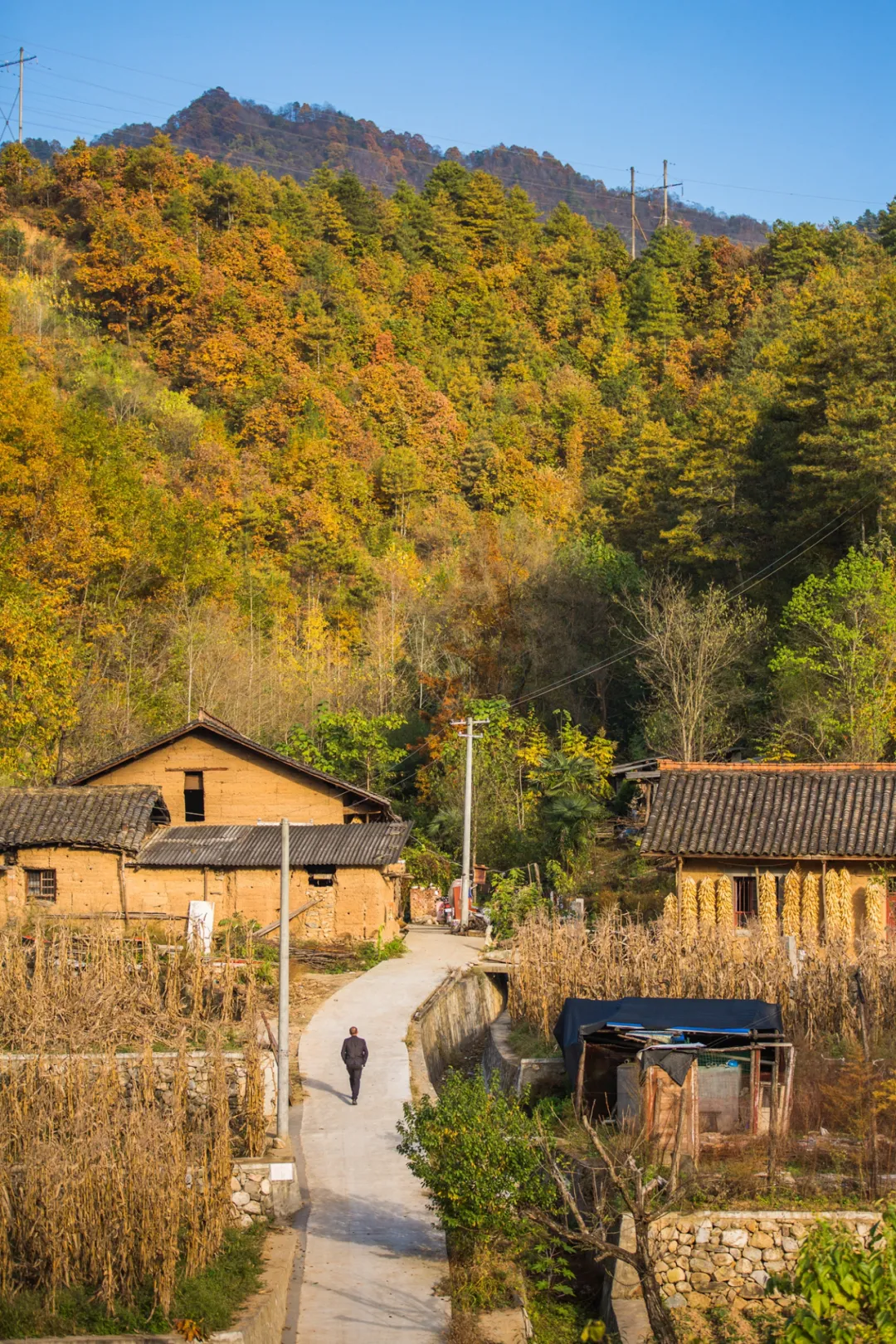 There is a heartbeat called the autumn of the Qinba Mountains!  Red leaves in clear autumn, encounter romantic scenery