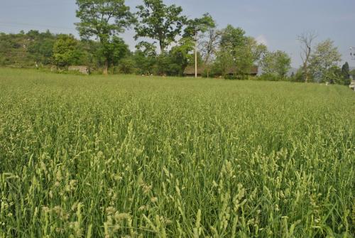 鸭茅草种植季节图片