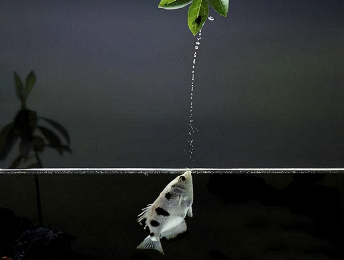 動物界的九大“超級英雄”，蟲恐慎入