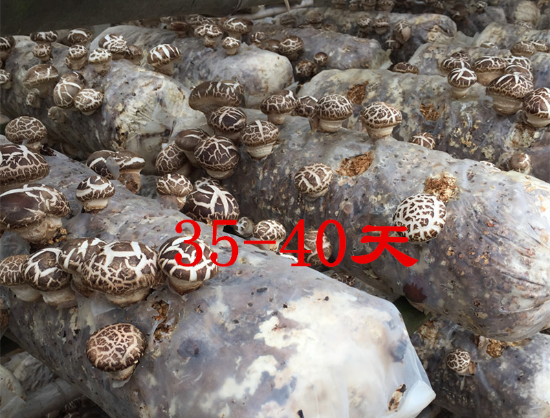 小万黄：农村小伙讲述随州冬花菇种植过程