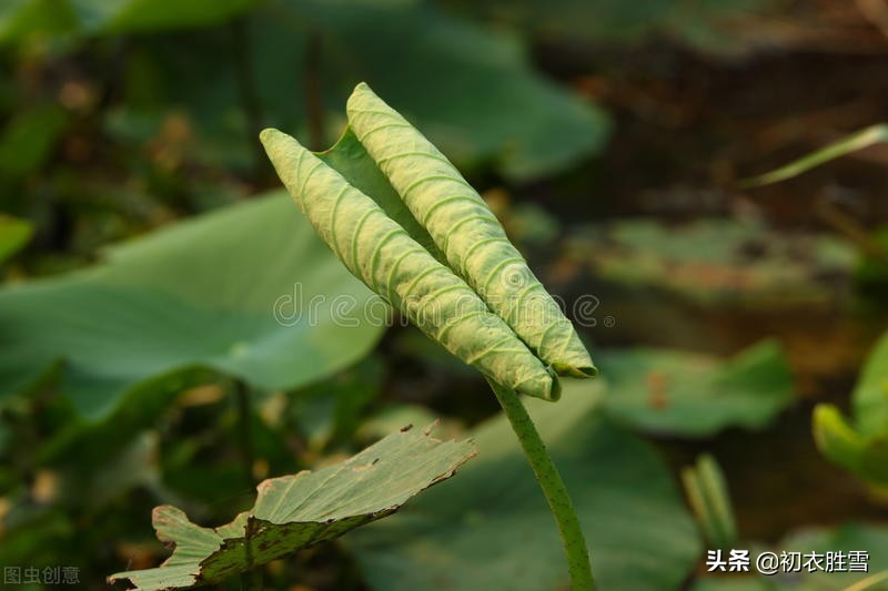 荷叶美诗六首赏读：爱莲尽爱花，而我独爱叶-第2张图片-诗句网