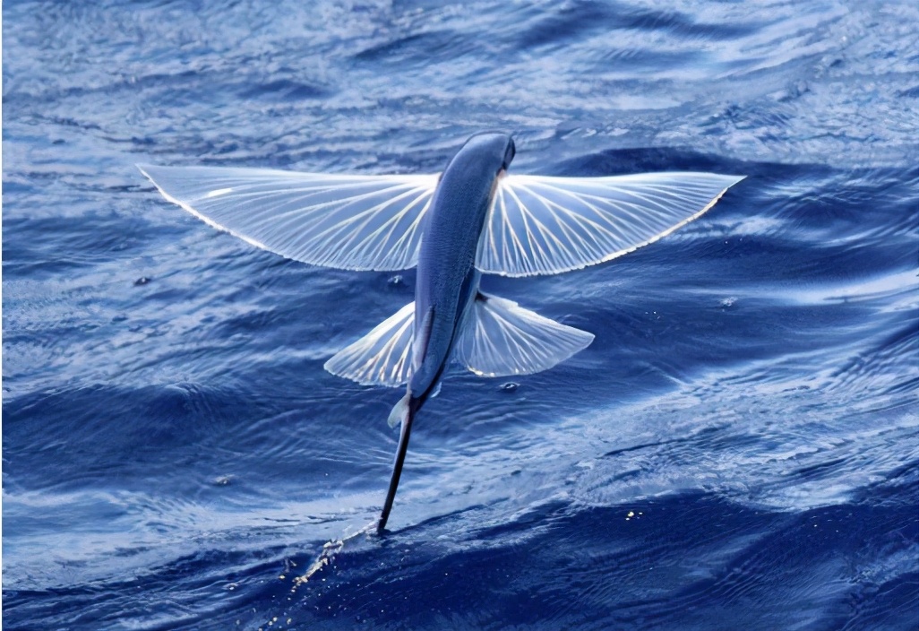 飛魚：我也不想飛啊，實在是水里對手太強(qiáng)